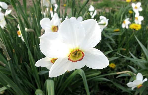 iso valkoinen kukka
